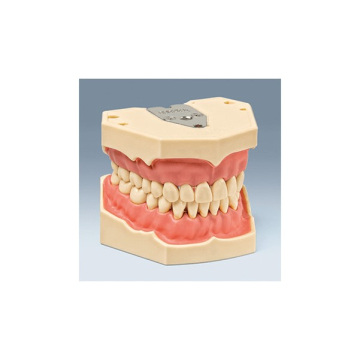 AG-3 Model dinti maxilar S mandibular