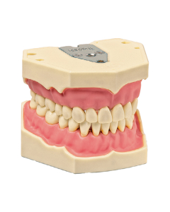AG-3 Model dinti maxilar S mandibular