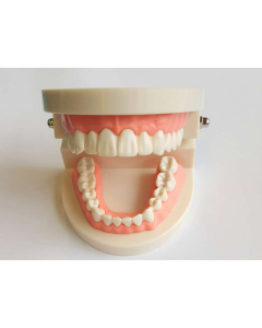 Clinique Model dinti Standard 28 dinti